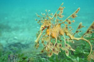 61 Leafy Seadragons and 604 Port Jackson Sharks: Revealing the Heartbreaking Impact of South Australia’s Algal Bloom