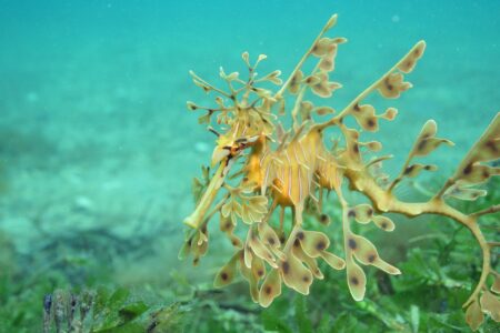 61 Leafy Seadragons and 604 Port Jackson Sharks: Revealing the Heartbreaking Impact of South Australia’s Algal Bloom