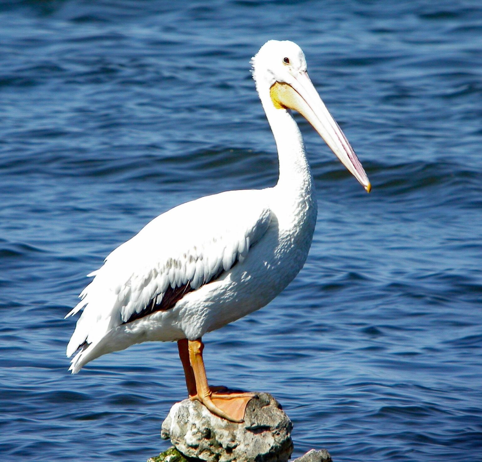 Pelicans Guard Jose Alvarado Injured in Intense Puerto Rico vs. Argentina Showdown Pelicans Guard Jose Alvarado Injured in Intense Puerto Rico vs. Argentina Showdown