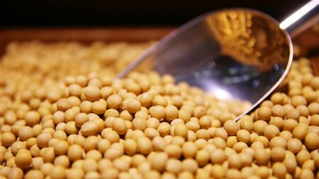China Boosts Soybean Imports from Argentina and Uruguay as US Trade Tensions Escalate