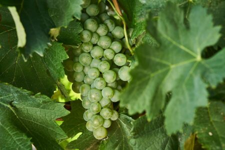 Australian Grape & Wine Launches Exciting New China Immersion Programme