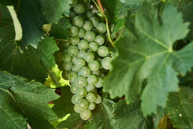 Australian Grape & Wine Launches Exciting New China Immersion Programme