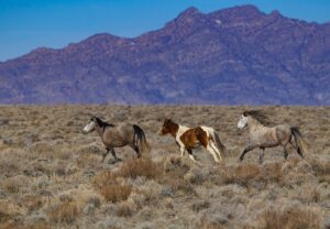 The Surprising Comeback of Wild Horses in Spain: What’s Behind Their Return?
