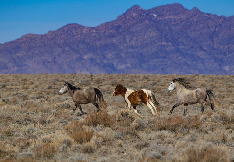 The Surprising Comeback of Wild Horses in Spain: What’s Behind Their Return?