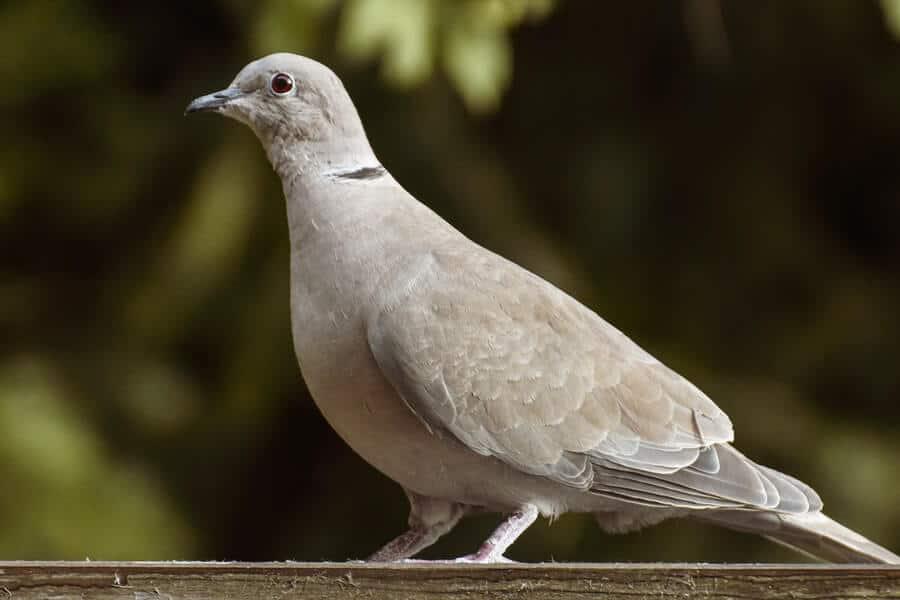 From Doves to Ducks: Dive into the Exciting World of Waterfowling in Argentina