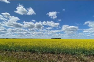 China Delays Final Verdict in Heated Canola Trade Dispute with Canada
