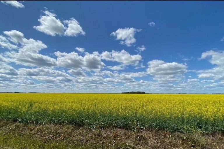 China Delays Final Verdict in Heated Canola Trade Dispute with Canada