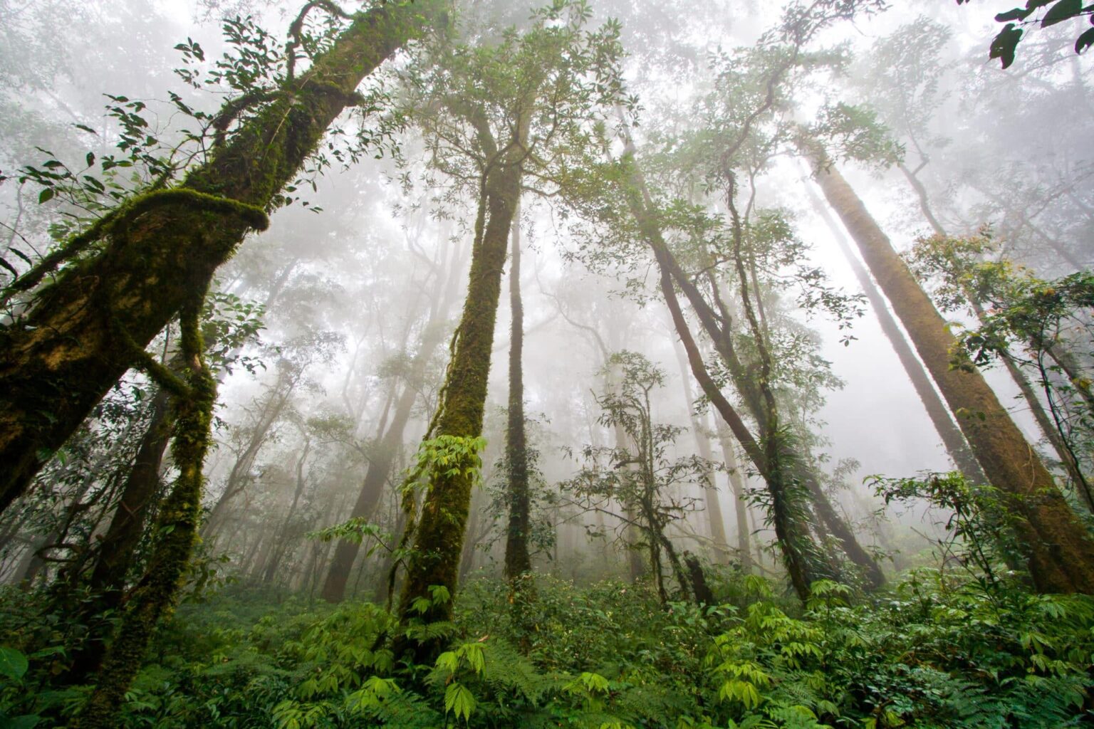 Scientists Reveal Surprising New Clues Behind Declining Amazon Rainfall