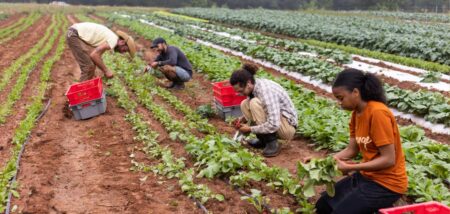 Farmers Sound the Alarm: How Brazil’s Trade Barriers Are Shaking Up the Ethanol Market
