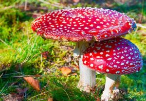 Australian Woman Sentenced to Life for Deadly Mushroom Poisoning