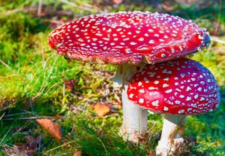 Australian Woman Sentenced to Life for Deadly Mushroom Poisoning