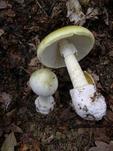 The Dark and Twisted Obsession Fueling the Mushroom Murders