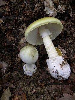 The Dark and Twisted Obsession Fueling the Mushroom Murders