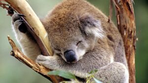 Australia Approves Groundbreaking Vaccine to Combat Deadly Koala Chlamydia Epidemic