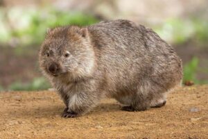 Australia’s Newly Discovered Marsupial Species-Already Lost to Extinction
