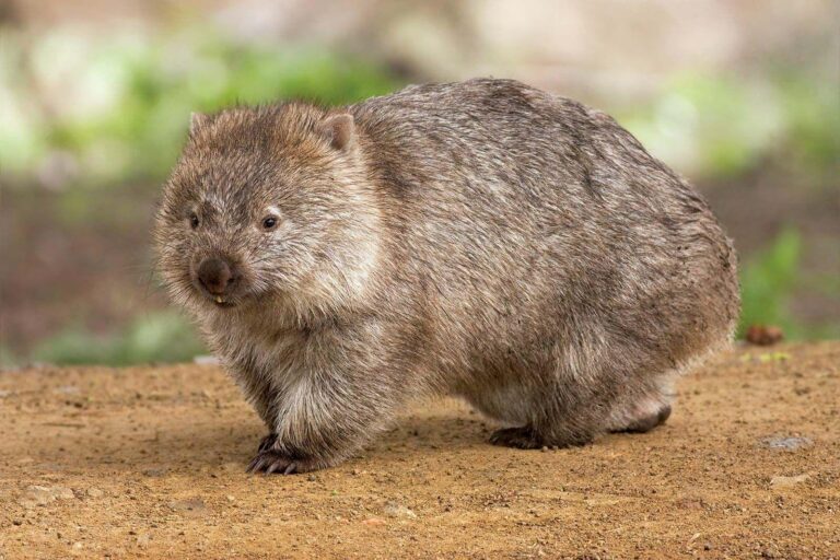 Australia’s Newly Discovered Marsupial Species-Already Lost to Extinction