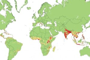 Rising Chikungunya Outbreaks Spark Concern for Travelers to France and Italy