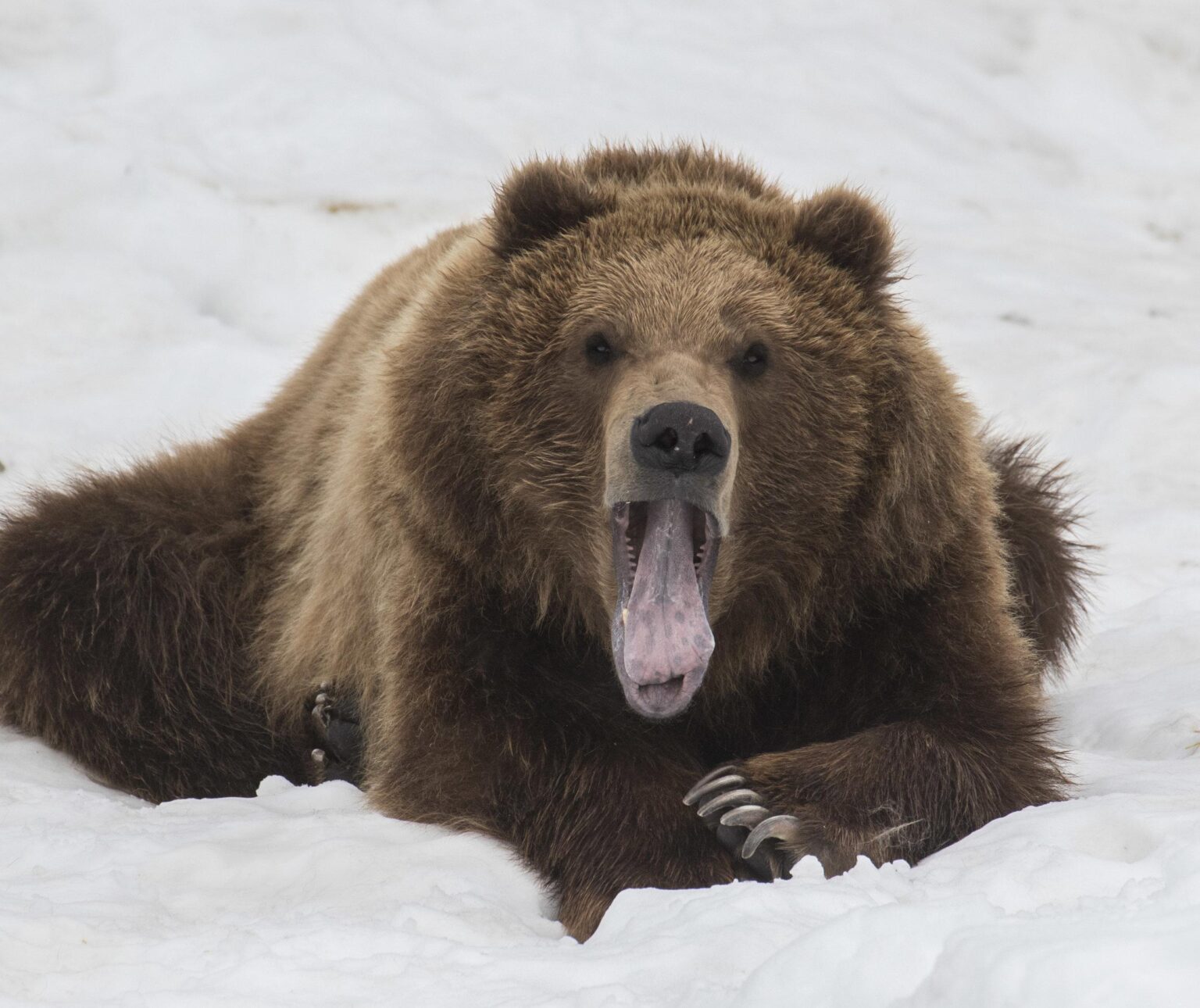 Watch: Bear Caught Scavenging for Food Inside Ancient Indian Temple