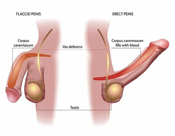 Japan Greenlights First Over-the-Counter Erectile Dysfunction Medication, Marking a New Era in Men’s Health