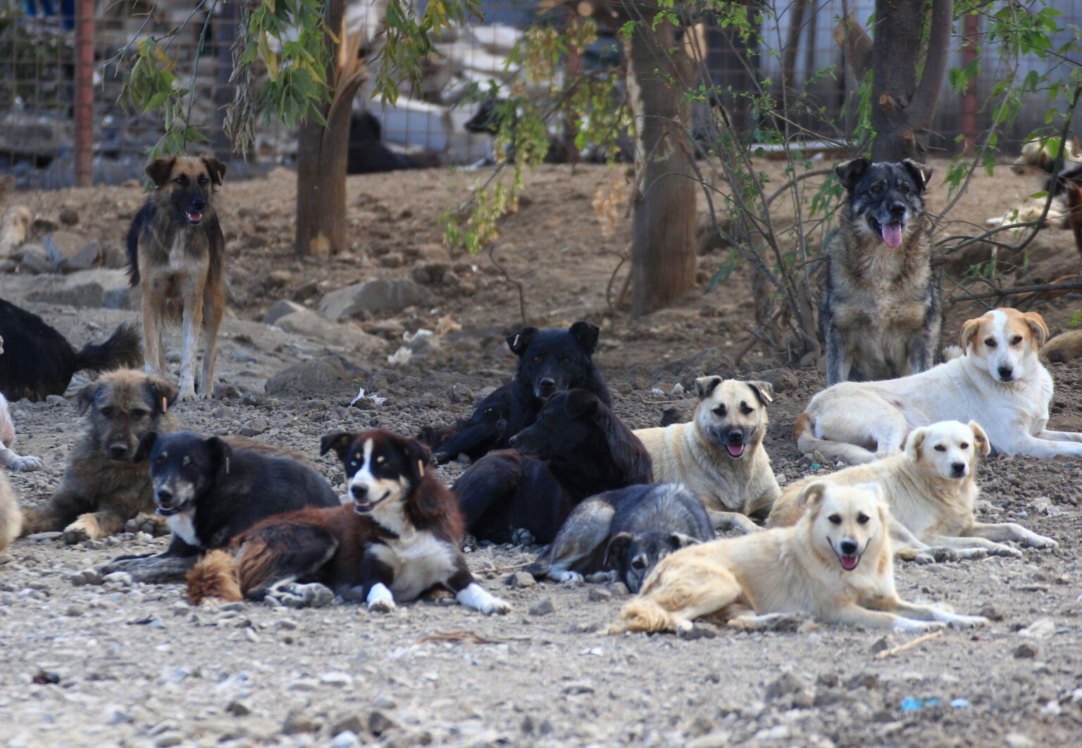 Tackling the Rising Stray Dog Population in Indian-Controlled Kashmir: A Closer Look at Ongoing Efforts