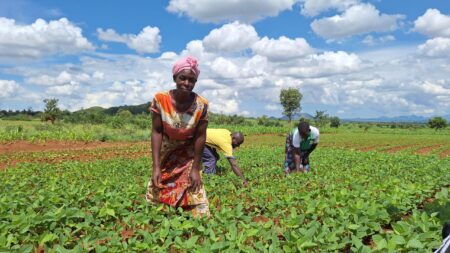 US Soybean Farmers Struggle to Compete as Brazil’s Exports Soar