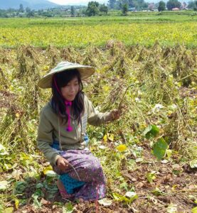Soybean Farmers Face Severe Losses as China Halts Purchases Amid Intensifying Trade War