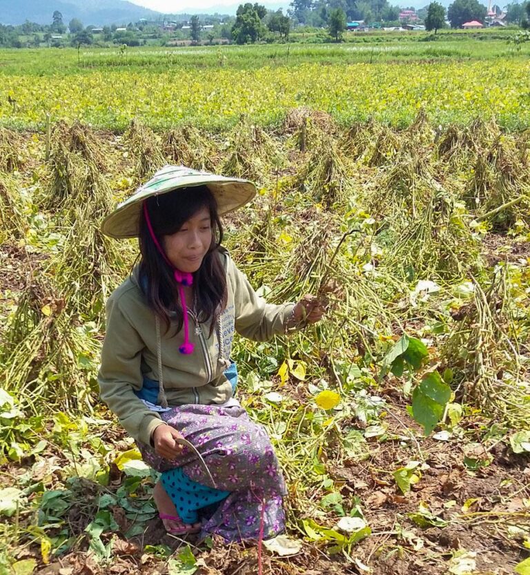 Soybean Farmers Face Severe Losses as China Halts Purchases Amid Intensifying Trade War