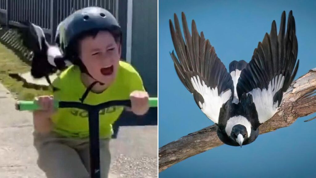 Beware the Dive: Australia’s Magpie Swooping Season Targets Cyclists Again! Beware the Dive: Australia’s Magpie Swooping Season Targets Cyclists Again!