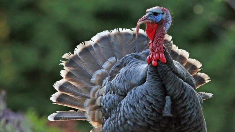 Can Turkey Break Free from Russian Energy? Inside the Delicate Balancing Act Can Turkey Break Free from Russian Energy? Inside the Delicate Balancing Act