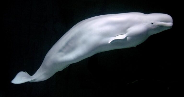 Canada’s Marineland Sparks Outrage with Plans to Euthanize 30 Beluga Whales Canada’s Marineland Sparks Outrage with Plans to Euthanize 30 Beluga Whales