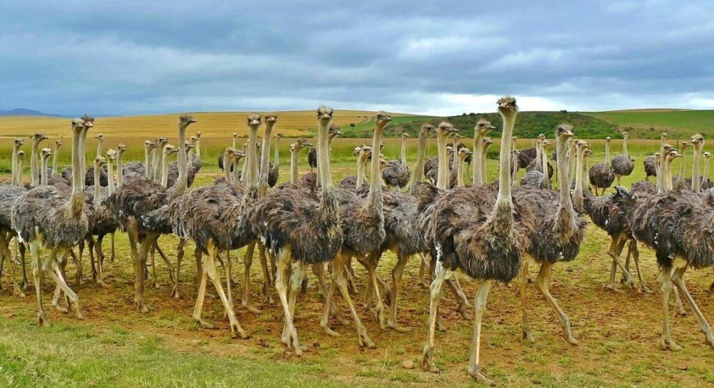 Ostrich Farmers Stand Their Ground: More Than Just a ‘Culture War Stunt’ as Supreme Court Decision Looms