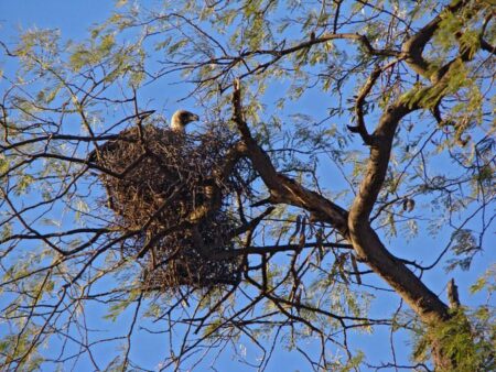 Ancient Vulture Nests in Spain Reveal Centuries-Old Sandals and Stunning Cultural Treasures