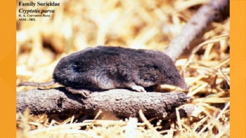 Australia’s Last Shrew Declared Extinct: A Silent Loss for Wildlife