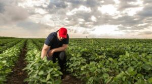 You’re Killing Us’: The Trade War’s Devastating Impact on Maryland Soybean Farmers and Their China Market