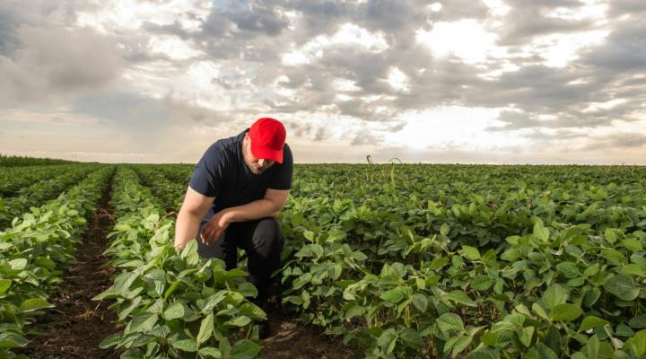 You’re Killing Us’: The Trade War’s Devastating Impact on Maryland Soybean Farmers and Their China Market