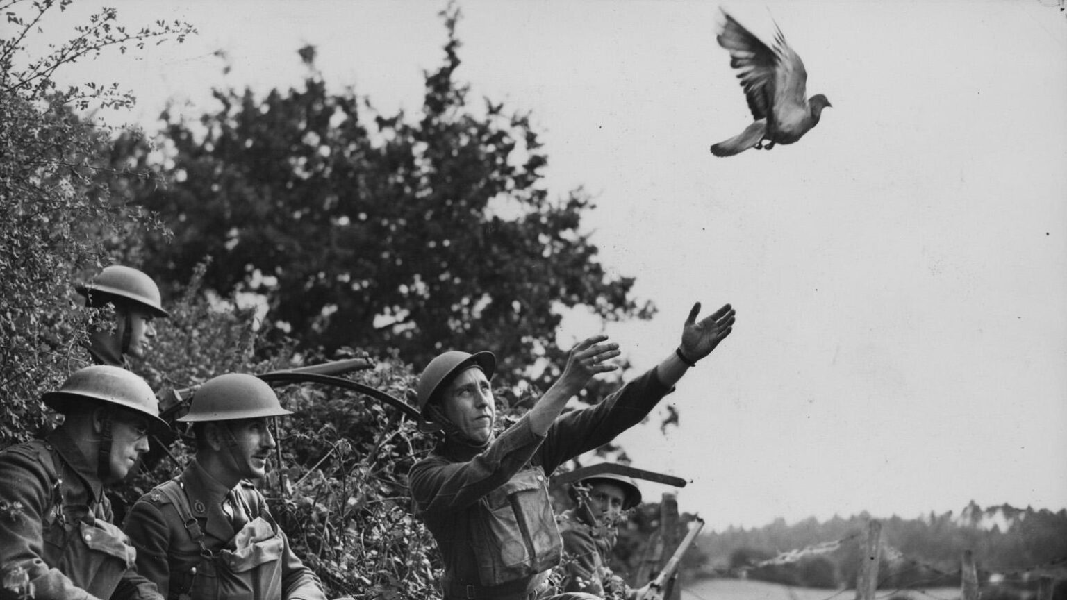France’s Last Military Pigeons: Guardians of a Vanishing Tradition France’s Last Military Pigeons: Guardians of a Vanishing Tradition
