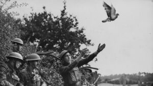 France’s Last Military Pigeons: Guardians of a Vanishing Tradition