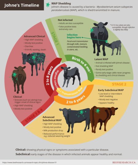 France Grapples with Alarming Surge in Cattle Disease Outbreaks: A Mounting Threat to Agriculture