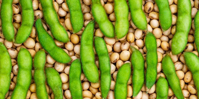 Rising Global Soya Demand is Devouring Brazil’s Amazon Rainforest Rising Global Soya Demand is Devouring Brazil’s Amazon Rainforest