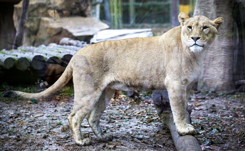 LIGR Named Official Broadcast Partner for Football Australia’s Thrilling New Second-Division Championship LIGR Named Official Broadcast Partner for Football Australia’s Thrilling New Second-Division Championship