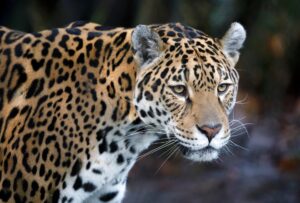 Are the Jaguars Trapped in a Season Slump?