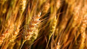 ACP Bioenergia Ignites New Grain and Cotton Farming Venture in Brazil’s Caatinga Region
