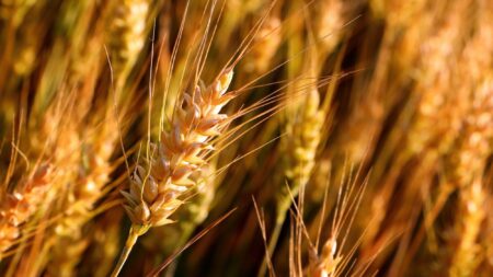 ACP Bioenergia Ignites New Grain and Cotton Farming Venture in Brazil’s Caatinga Region