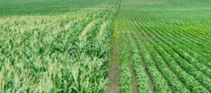 Missouri Soybean Farmers Confront Shattered Demand and Uncertain Future Amid China Trade Tensions