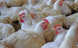 Hong Kong Imposes Ban on Poultry Imports from Major Regions in Denmark, Germany, and Belgium