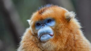 China’s Rare Golden Monkeys Make Their European Debut, Ushering in a New Era of Wildlife Diplomacy