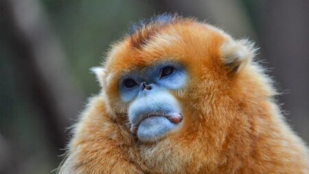 China’s Rare Golden Monkeys Make Their European Debut, Ushering in a New Era of Wildlife Diplomacy China’s Rare Golden Monkeys Make Their European Debut, Ushering in a New Era of Wildlife Diplomacy