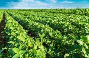 Brazil’s Exploding Soybean Exports: Dominating the Global Agricultural Market