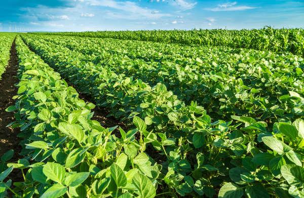 Brazil’s Exploding Soybean Exports: Dominating the Global Agricultural Market Brazil’s Exploding Soybean Exports: Dominating the Global Agricultural Market