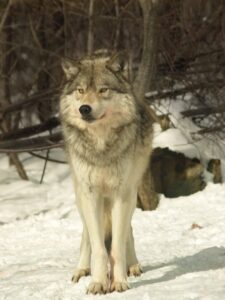 Federal Officials Order Colorado to Stop Importing Canadian Wolves